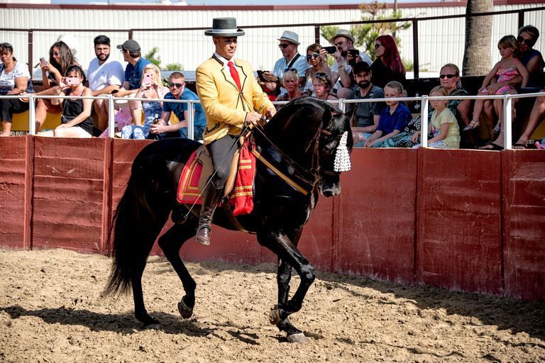 Fuengirola: Show de cavalos espanhóis com jantar opcional/FlamencoShow de Flamenco