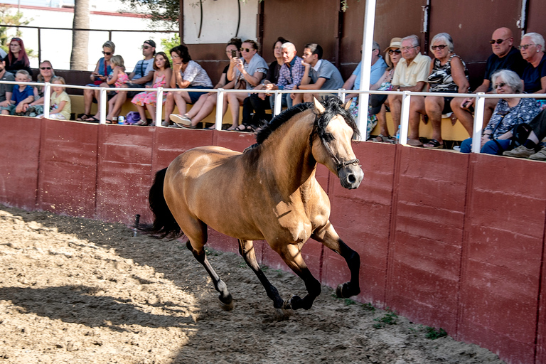 Fuengirola: Show de cavalos espanhóis com jantar opcional/FlamencoShow de Flamenco