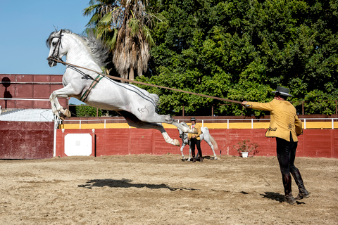 Fuengirola: Show de cavalos espanhóis com jantar opcional/FlamencoShow de Flamenco