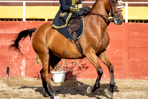 Fuengirola: Show de cavalos espanhóis com jantar opcional/FlamencoShow de Flamenco