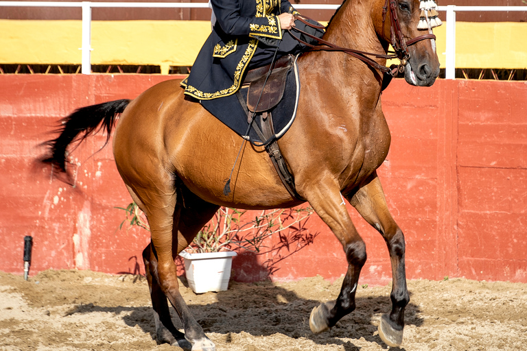 Fuengirola: Show de cavalos espanhóis com jantar opcional/FlamencoShow de Flamenco