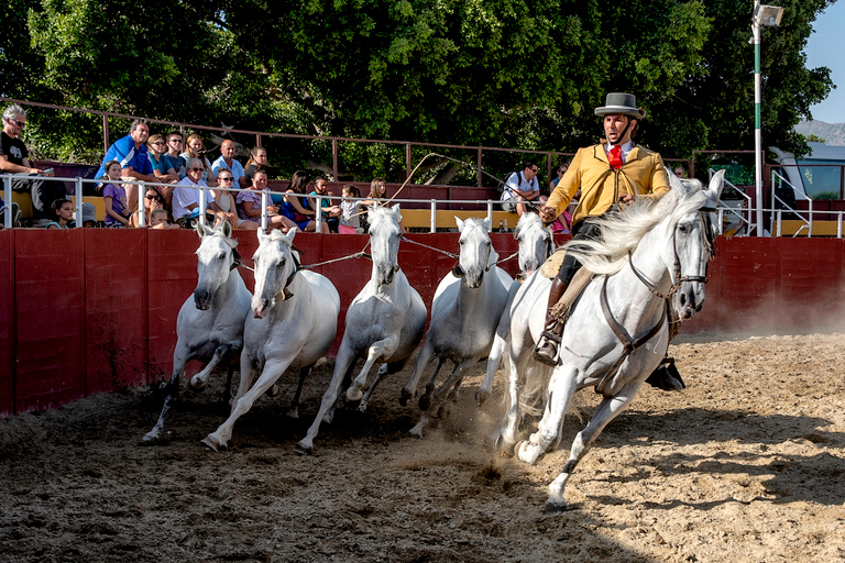 Fuengirola: Show de cavalos espanhóis com jantar opcional/FlamencoShow de Flamenco