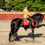 Fuengirola: Spanish Horse Show with Optional Dinner/Flamenco