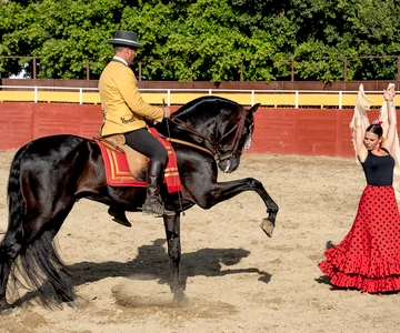 Fuengirola: Spanish Horse Show with Optional Dinner/Flamenco