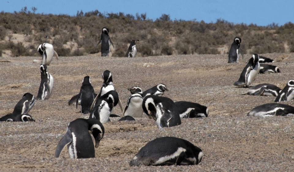 Uit Puerto Madryn, Penguin Tour & Península Valdés Day Trip - Hizvo