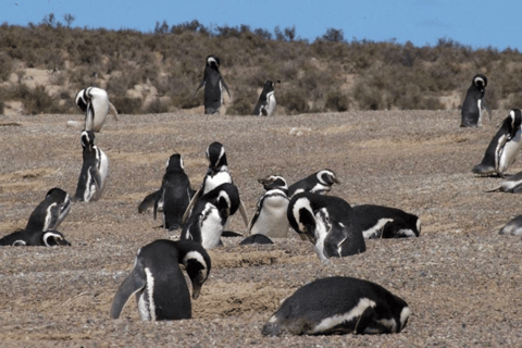 From Puerto Madryn: Penguin Tour &amp; Península Valdés Day Trip