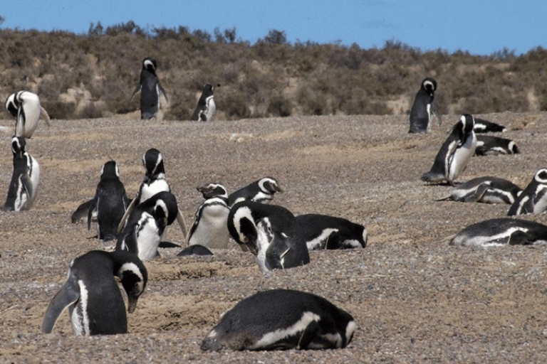 From Puerto Madryn: Penguin Tour &amp; Península Valdés Day Trip