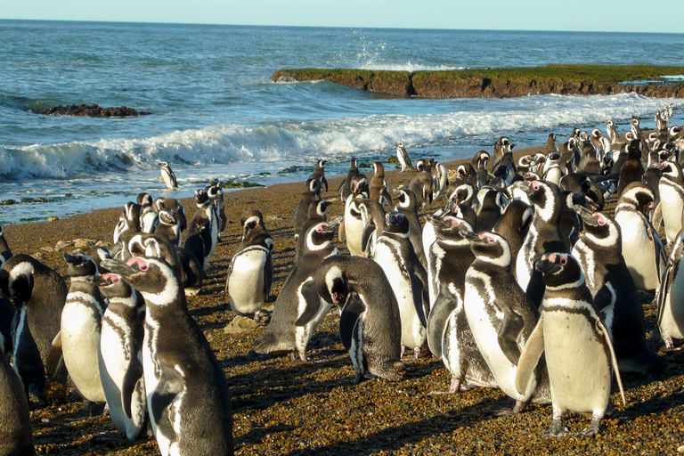 From Puerto Madryn: Penguin Tour &amp; Península Valdés Day Trip