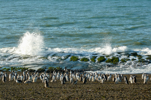 From Puerto Madryn: Penguin Tour & Península Valdés Day Trip