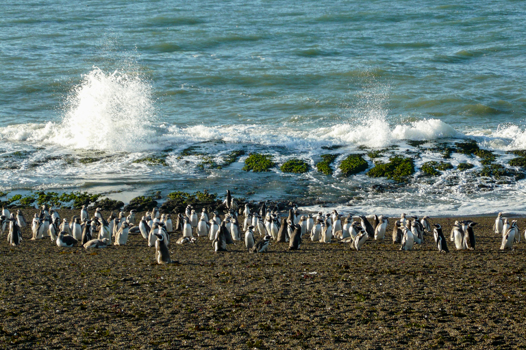 From Puerto Madryn: Penguin Tour &amp; Península Valdés Day Trip