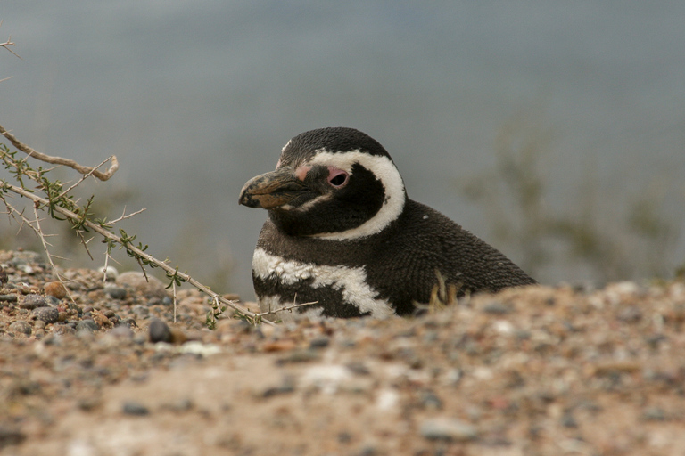 From Puerto Madryn: Penguin Tour & Península Valdés Day Trip