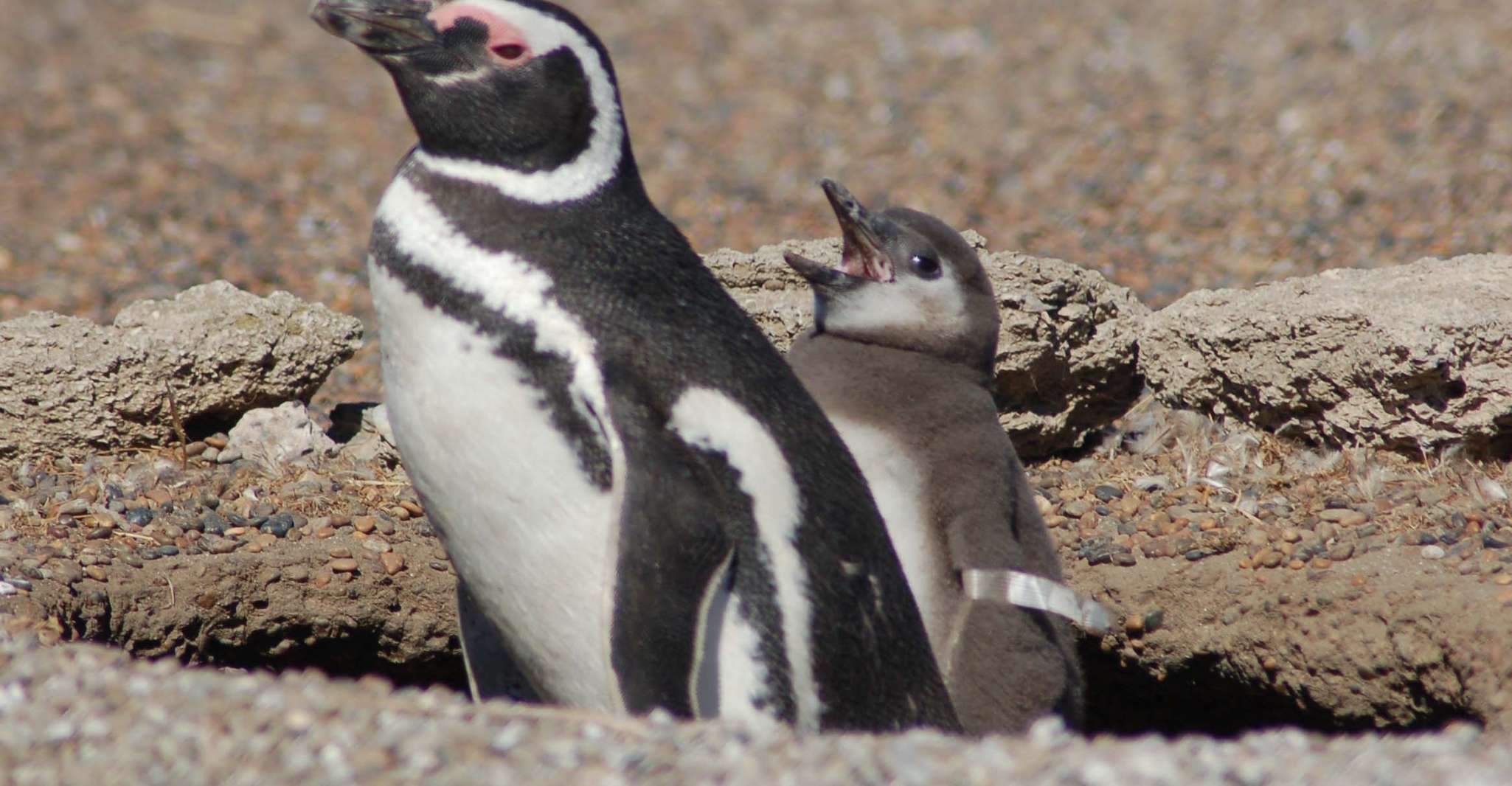 Von Puerto Madryn, Penguin Tour & Península Valdés Tagesausflug - Hizvo