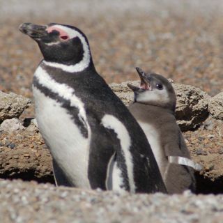 From Puerto Madryn: Penguin Tour & Península Valdés Day Trip