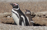 Von Puerto Madryn, Penguin Tour & Península Valdés Tagesausflug - Hizvo