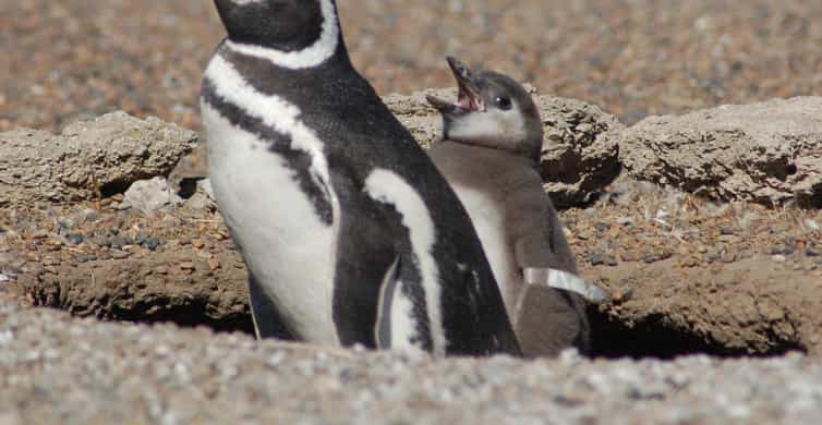 From Puerto Madryn: Penguin Tour & Península Valdés Day Trip