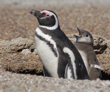 Desde Puerto Madryn: Excursión de un día a Pingüinos y Península Valdés