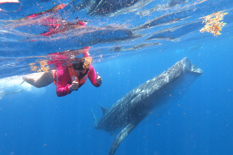 Ab Cancún & Riviera Maya: Schwimmen mit Walhaien und MittagessenAbholung in Tulum