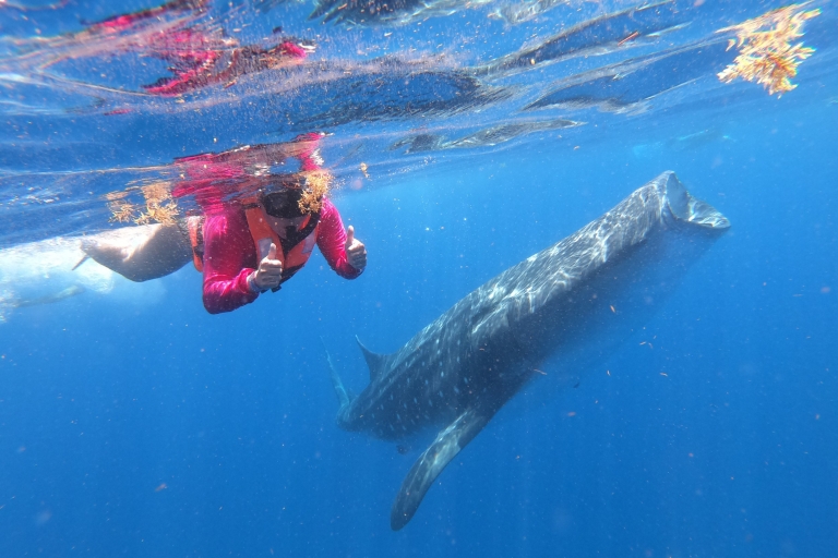 Cancun & Riviera Maya: zwemmen met walvishaaientour met lunchOp te halen in Tulum