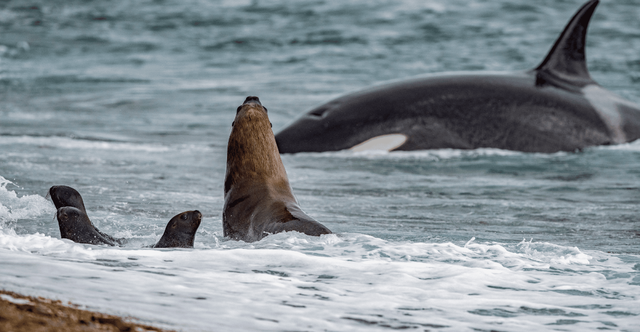 Uit Puerto Madryn, Penguin Tour & Península Valdés Day Trip - Hizvo
