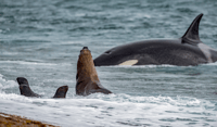 Von Puerto Madryn, Penguin Tour & Península Valdés Tagesausflug - Hizvo