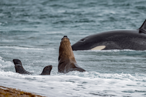 From Puerto Madryn: Penguin Tour & Península Valdés Day Trip