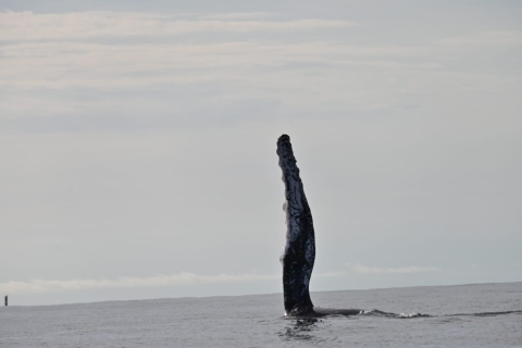 Buenaventura: wycieczka z obserwacją wielorybów z noclegiem