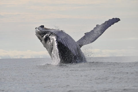Buenaventura : Voyage d'observation des baleines avec nuitée