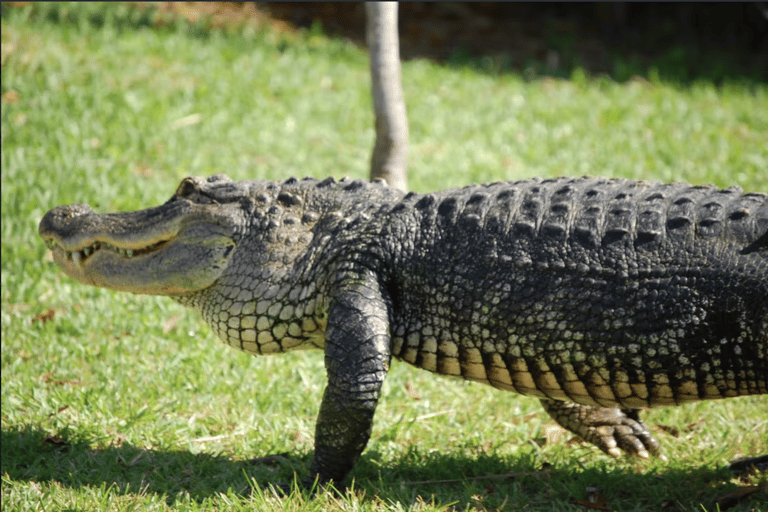 Everglades: pacote de aventura de aerobarco Sawgrass ParkPacote padrão