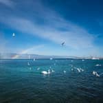 Ginevra: crociera panoramica sul lago con snack e vino