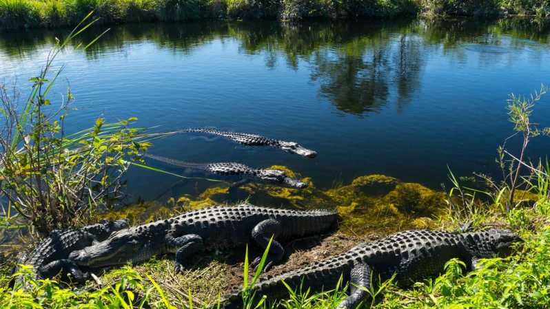 Florida Everglades Adventure Package, Sawgrass Recreation Park, Weston, October  24 2023