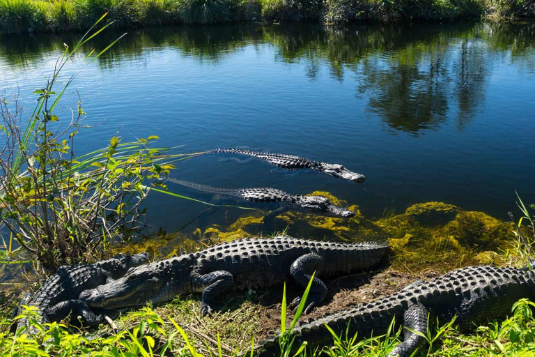 Everglades: Sawgrass Park Airboat Package Standard Package