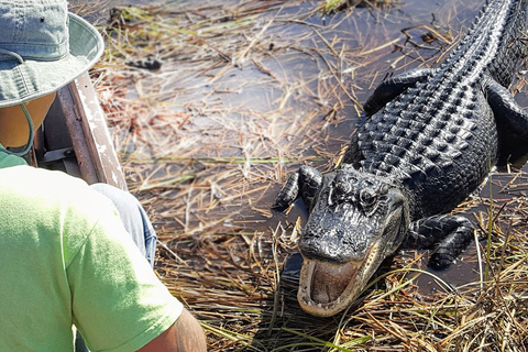 Everglades: paquete de hidrodeslizador de Sawgrass ParkPaquete estándar