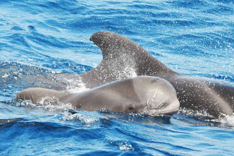 Morro Jable: Magic Dolphin Search ZeilexcursieZonder afhaling