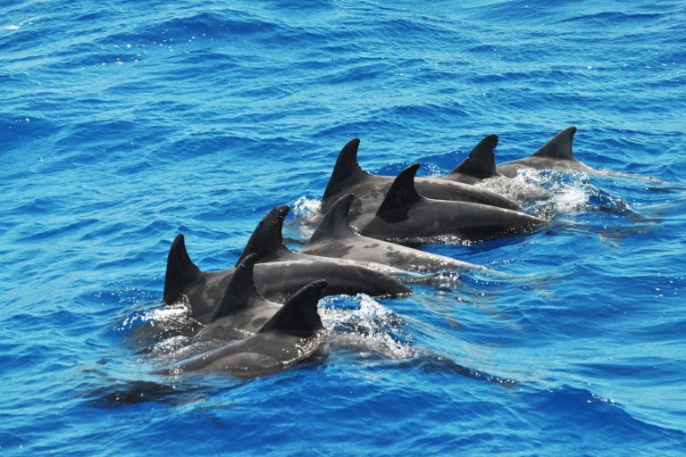 Morro Jable: excursion en voilier à la recherche de dauphins magiquesSans ramassage