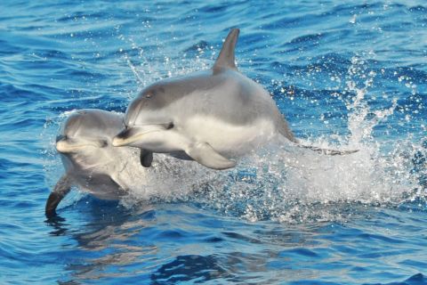 Morro Jable: Rejs z obserwacją delfinów i wielorybów, napoje i pływanie
