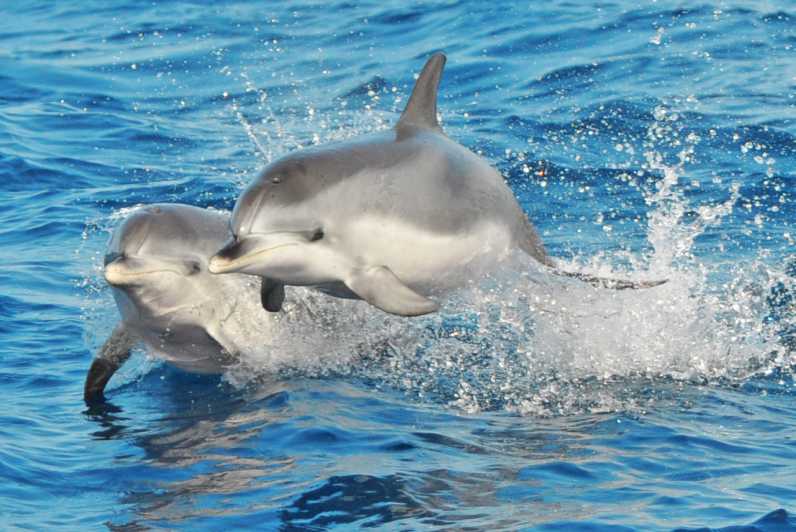 Morro Jable: rejs z obserwacją delfinów i wielorybów, drinkami oraz pływaniem
