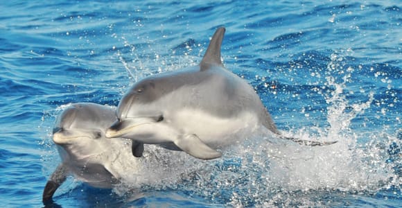 Morro Jable: Dolphin & Whale Watching Cruise, Drinks & Swim