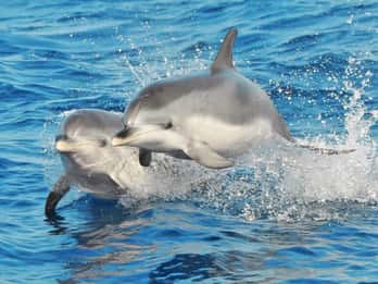 Morro Jable : Croisière d'observation des baleines et des dauphins, boissons et baignade