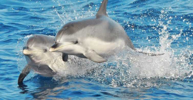 Morro Jable: Delfin- und Walbeobachtungs-Bootsfahrt, Getränke und Schwimmen