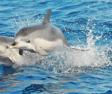 Morro Jable: Dolphin & Whale Watching Cruise, Drinks & Swim