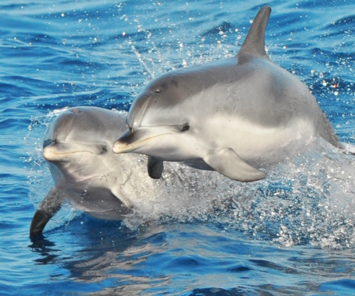 Morro Jable: crucero con delfines y ballenas, bebidas y baño