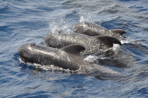 Morro Jable: Magic Dolphin Search ZeilexcursieZonder afhaling