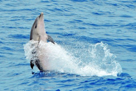 Morro Jable: Rejs z obserwacją delfinów z napojami i pływaniem
