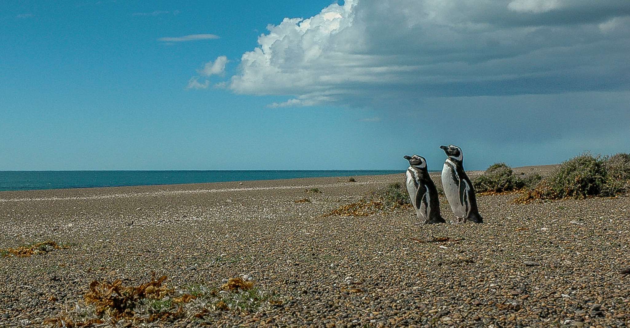 Uit Puerto Madryn, Penguin Tour & Península Valdés Day Trip - Hizvo