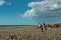 Von Puerto Madryn, Penguin Tour & Península Valdés Tagesausflug - Hizvo