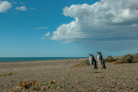 From Puerto Madryn: Penguin Tour & Península Valdés Day Trip