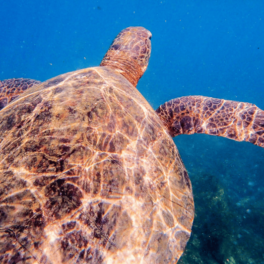 Floreana Island Full Day Tour In Galapagos Getyourguide