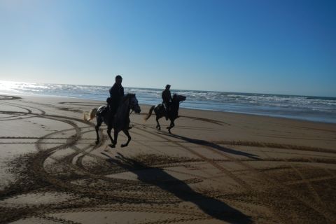 Da Essaouira: giro a cavallo panoramico di Diabat con trasferimento