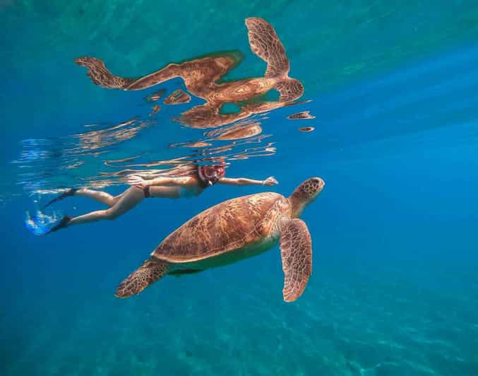 Waikiki Excursi N De Snorkel Tortuga En Con Traslado Getyourguide