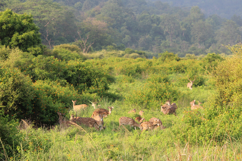 From Delhi: 2-Day Jim Corbett Wildlife Safari Tour by Car From Delhi: 2-Day Jim Corbett Wildlife Safari Tour by Car